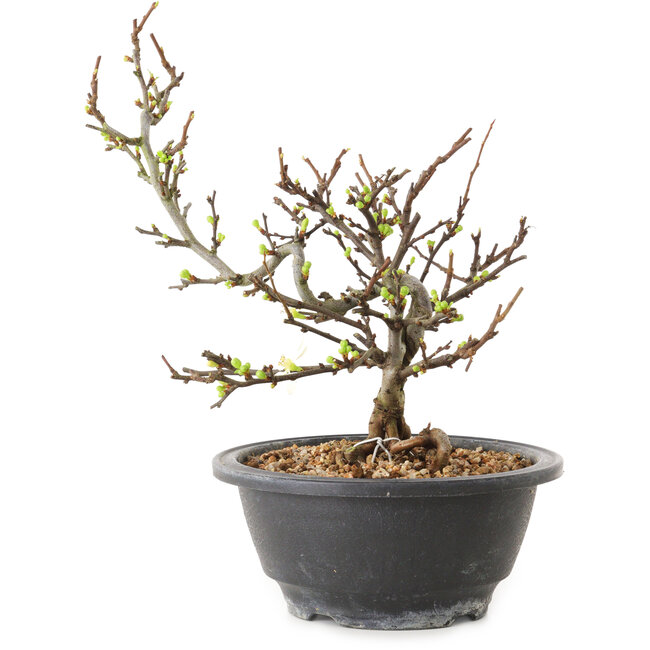 Chaenomeles speciosa con flores blancas, 16 cm, ± 12 años de edad.