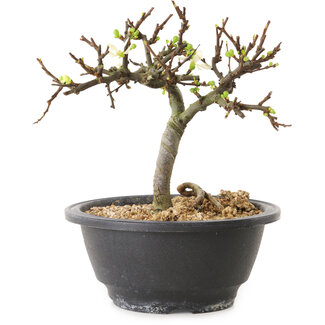 Chaenomeles speciosa mit weißen Blüten, 16 cm, ± 12 Jahre alt