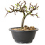 Chaenomeles speciosa met witte bloemen, 16 cm, ± 12 jaar oud
