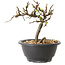 Chaenomeles speciosa à fleurs blanches, 16 cm, ± 12 ans