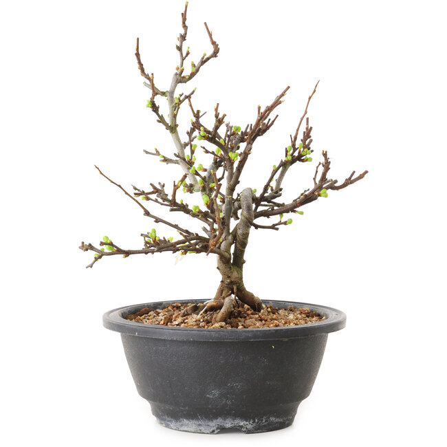 Chaenomeles speciosa à fleurs blanches, 16 cm, ± 12 ans