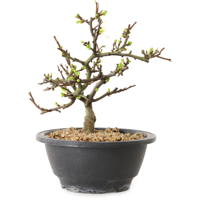 Chaenomeles speciosa mit weißen Blüten, 16 cm, ± 12 Jahre alt