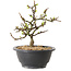 Chaenomeles speciosa con fiori bianchi, 16 cm, ± 12 anni di età