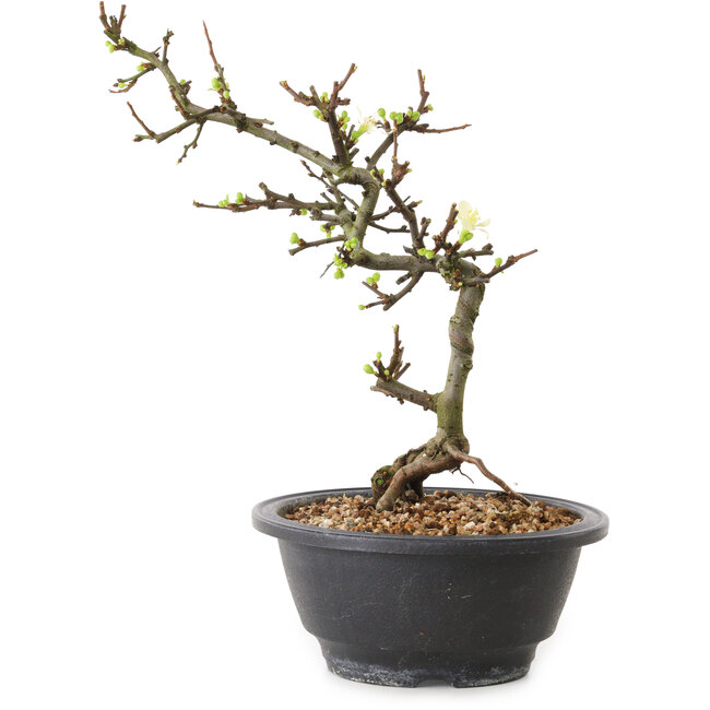 Chaenomeles speciosa con flores blancas, 16 cm, ± 12 años de edad.