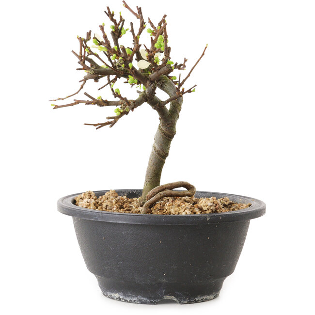 Chaenomeles speciosa mit weißen Blüten, 16 cm, ± 12 Jahre alt