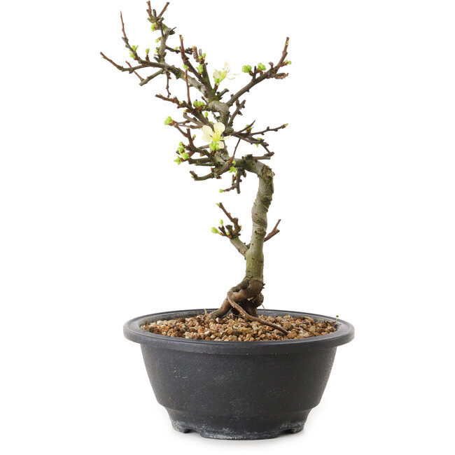 Chaenomeles speciosa con fiori bianchi, 16 cm, ± 12 anni di età