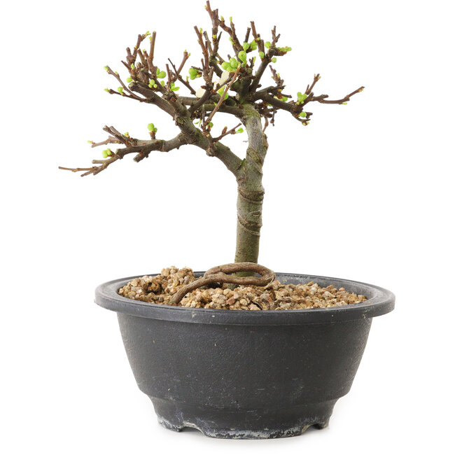 Chaenomeles speciosa con fiori bianchi, 16 cm, ± 12 anni di età