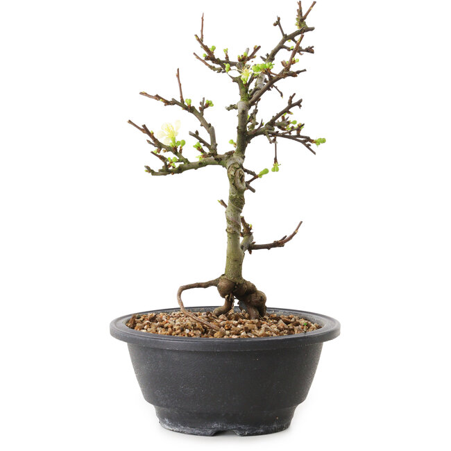 Chaenomeles speciosa met witte bloemen, 16 cm, ± 12 jaar oud