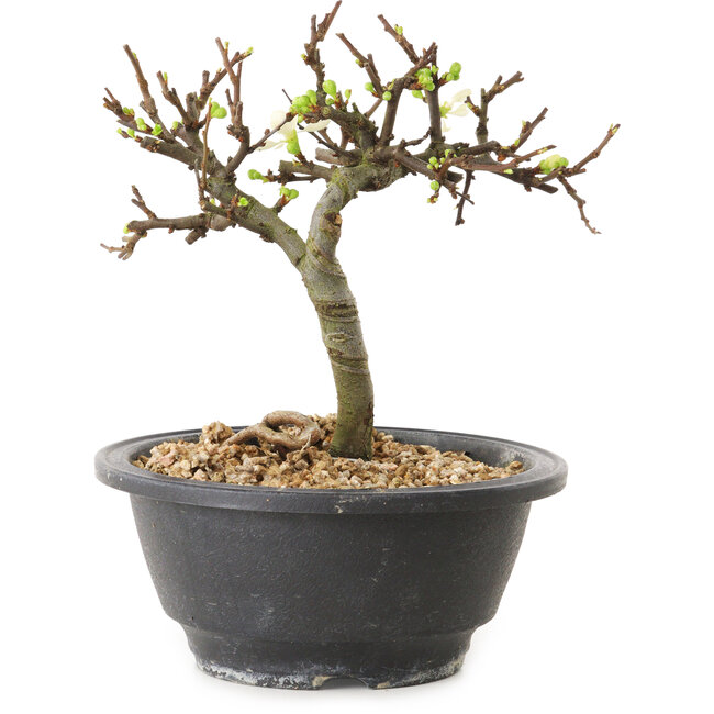 Chaenomeles speciosa mit weißen Blüten, 16 cm, ± 12 Jahre alt