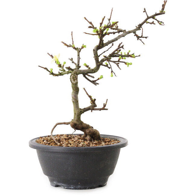 Chaenomeles speciosa con fiori bianchi, 16 cm, ± 12 anni di età