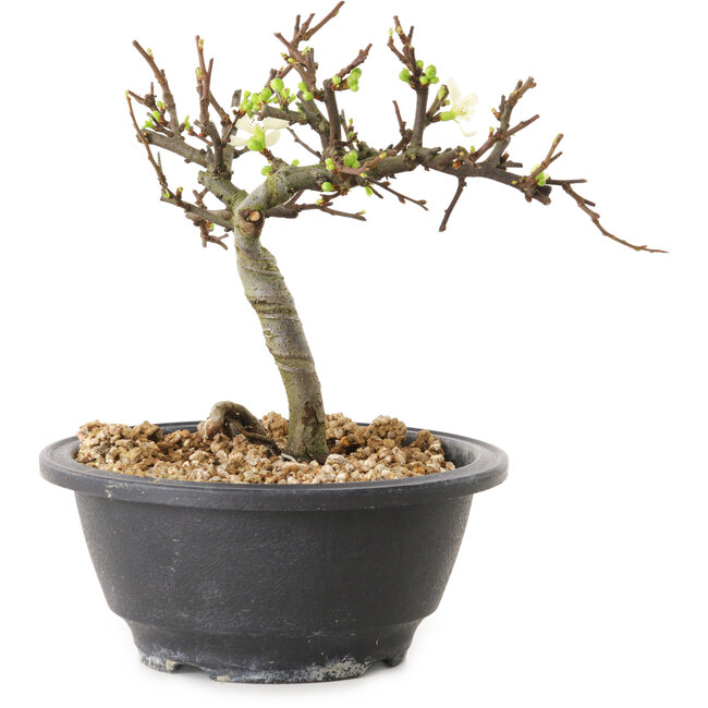 Chaenomeles speciosa con fiori bianchi, 16 cm, ± 12 anni di età