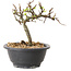 Chaenomeles speciosa mit weißen Blüten, 16 cm, ± 12 Jahre alt