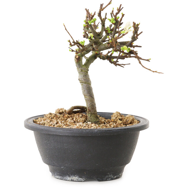 Chaenomeles speciosa con flores blancas, 16 cm, ± 12 años de edad.