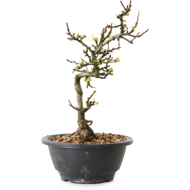 Chaenomeles speciosa with white flowers, 16 cm, ± 12 years old