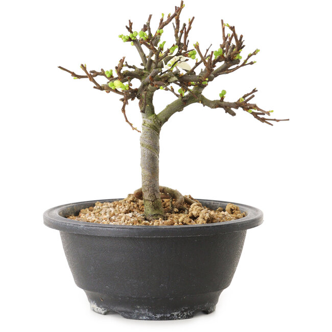 Chaenomeles speciosa met witte bloemen, 16 cm, ± 12 jaar oud