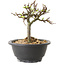 Chaenomeles speciosa mit weißen Blüten, 16 cm, ± 12 Jahre alt