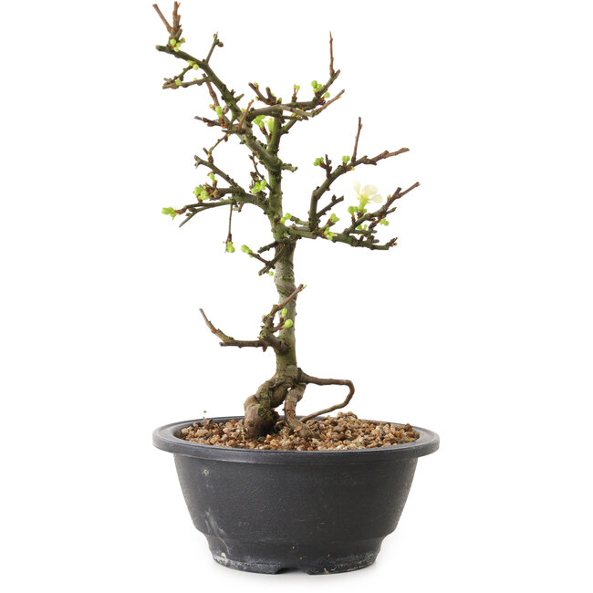Chaenomeles speciosa con flores blancas, 16 cm, ± 12 años de edad.