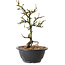 Chaenomeles speciosa à fleurs blanches, 16 cm, ± 12 ans