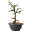 Chaenomeles speciosa met witte bloemen, 16 cm, ± 12 jaar oud