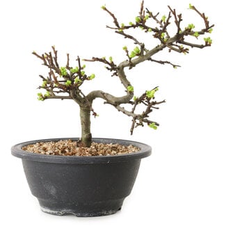 Chaenomeles speciosa con fiori bianchi, 16 cm, ± 12 anni di età
