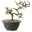 Chaenomeles speciosa mit weißen Blüten, 16 cm, ± 12 Jahre alt