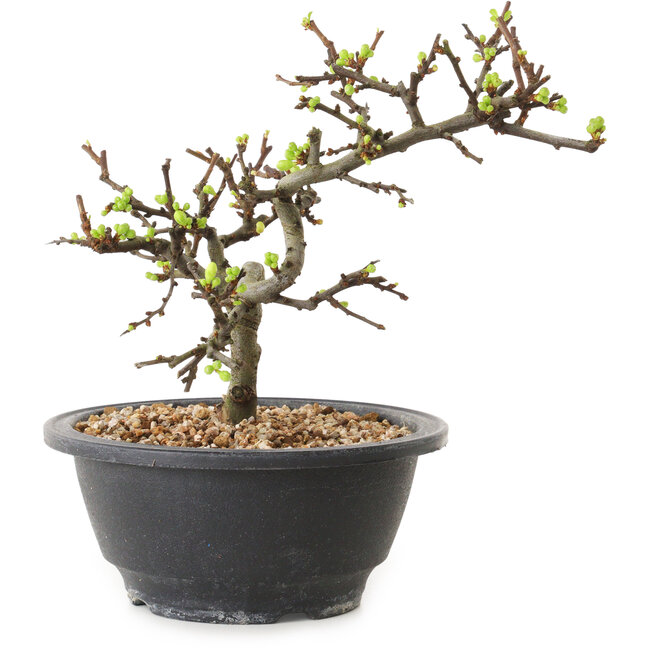 Chaenomeles speciosa à fleurs blanches, 16 cm, ± 12 ans