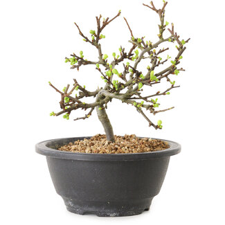 Chaenomeles speciosa con flores blancas, 16 cm, ± 12 años de edad.