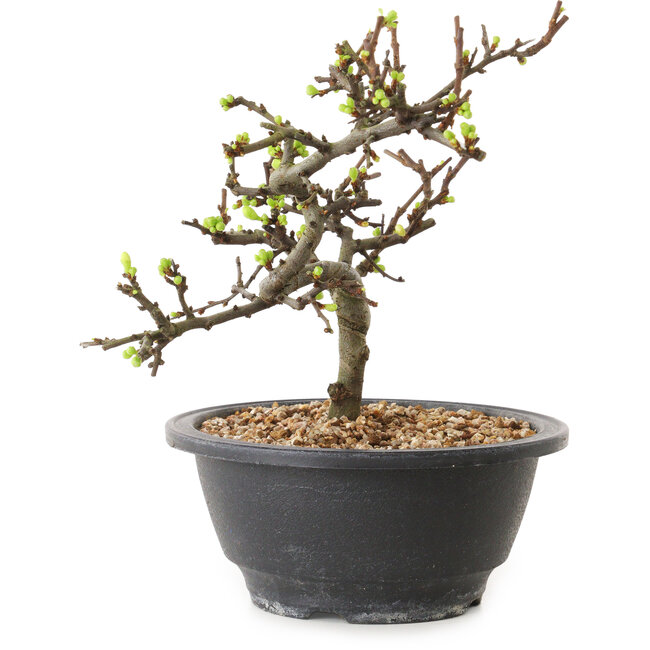 Chaenomeles speciosa met witte bloemen, 16 cm, ± 12 jaar oud