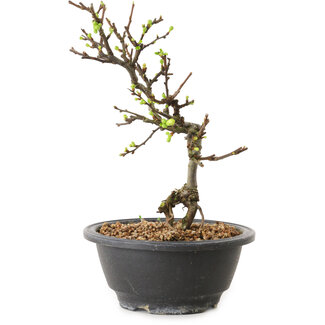 Chaenomeles speciosa con flores blancas, 16 cm, ± 12 años de edad.