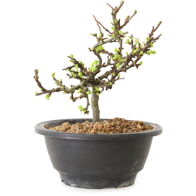 Chaenomeles speciosa à fleurs blanches, 16 cm, ± 12 ans