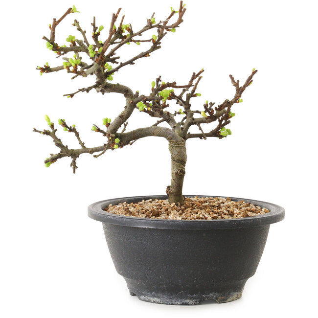 Chaenomeles speciosa mit weißen Blüten, 16 cm, ± 12 Jahre alt