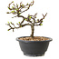 Chaenomeles speciosa met witte bloemen, 16 cm, ± 12 jaar oud