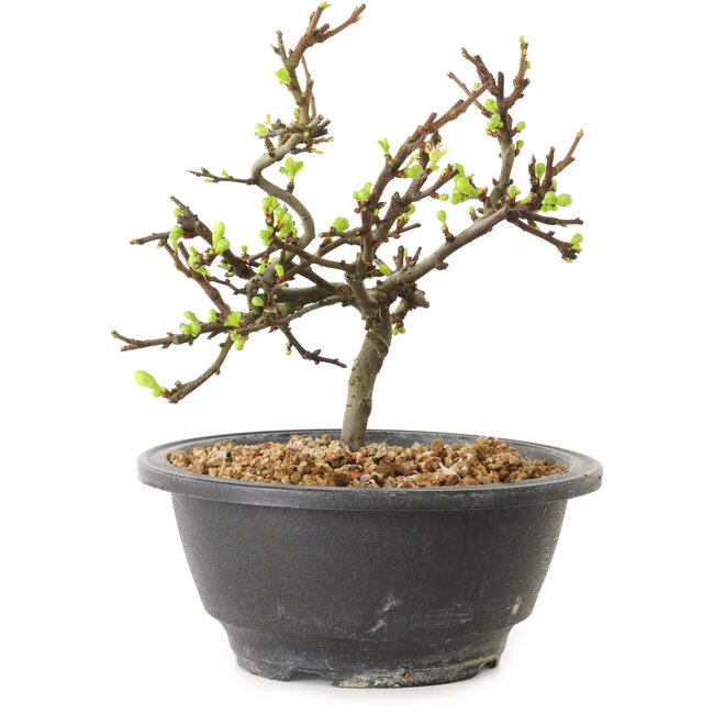Chaenomeles speciosa met witte bloemen, 16 cm, ± 12 jaar oud