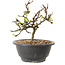 Chaenomeles speciosa met witte bloemen, 16 cm, ± 12 jaar oud