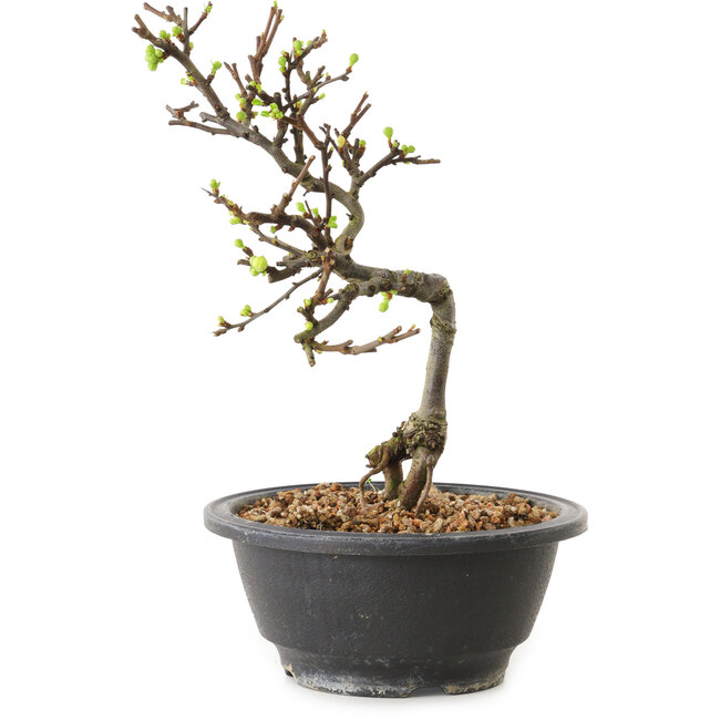 Chaenomeles speciosa à fleurs blanches, 16 cm, ± 12 ans