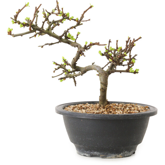 Chaenomeles speciosa mit weißen Blüten, 16 cm, ± 12 Jahre alt