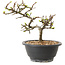 Chaenomeles speciosa met witte bloemen, 16 cm, ± 12 jaar oud