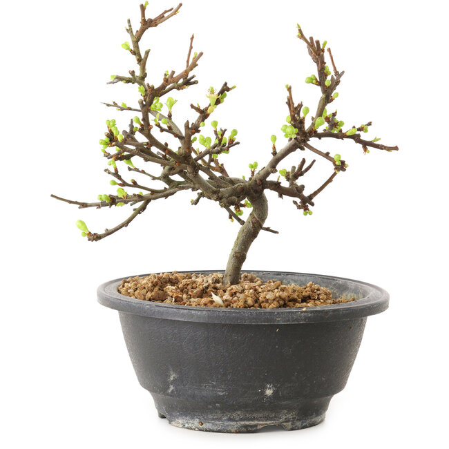 Chaenomeles speciosa à fleurs blanches, 16 cm, ± 12 ans