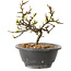 Chaenomeles speciosa met witte bloemen, 16 cm, ± 12 jaar oud