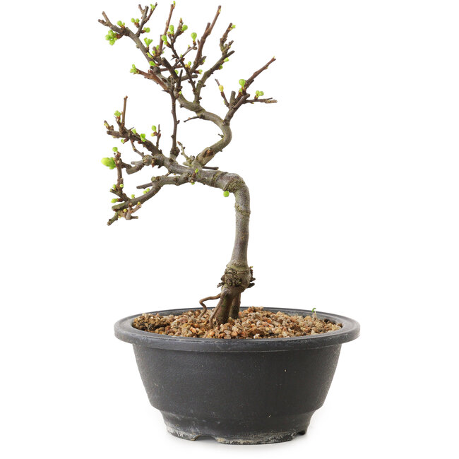 Chaenomeles speciosa met witte bloemen, 16 cm, ± 12 jaar oud