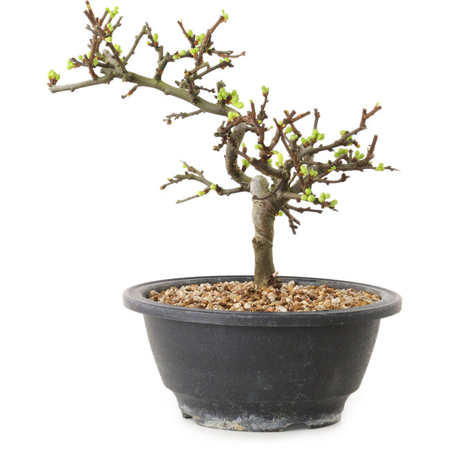 Chaenomeles speciosa mit weißen Blüten, 16 cm, ± 12 Jahre alt