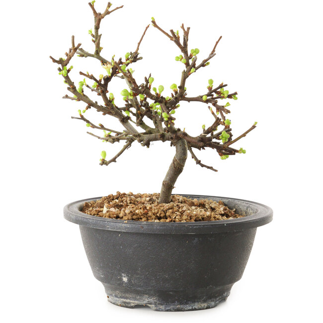 Chaenomeles speciosa with white flowers, 16 cm, ± 12 years old