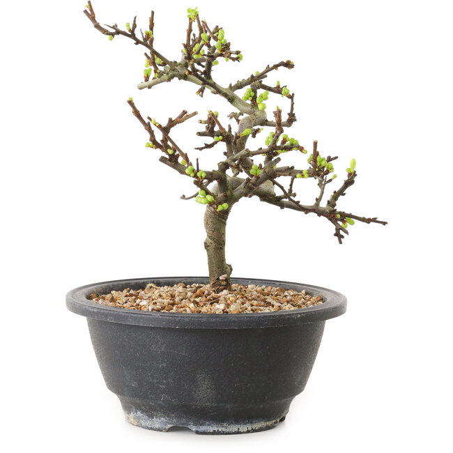 Chaenomeles speciosa con flores blancas, 16 cm, ± 12 años de edad.