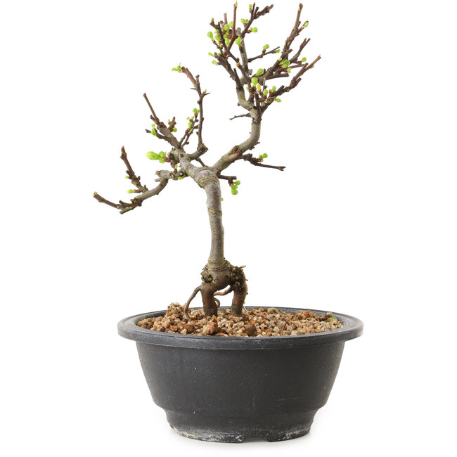 Chaenomeles speciosa con flores blancas, 16 cm, ± 12 años de edad.