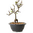 Chaenomeles speciosa met witte bloemen, 16 cm, ± 12 jaar oud
