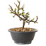 Chaenomeles speciosa à fleurs blanches, 16 cm, ± 12 ans