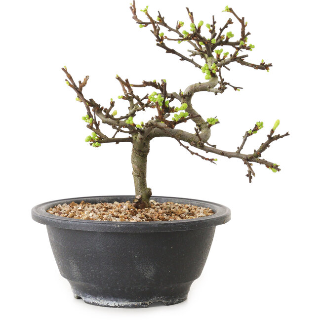 Chaenomeles speciosa con fiori bianchi, 16 cm, ± 12 anni di età