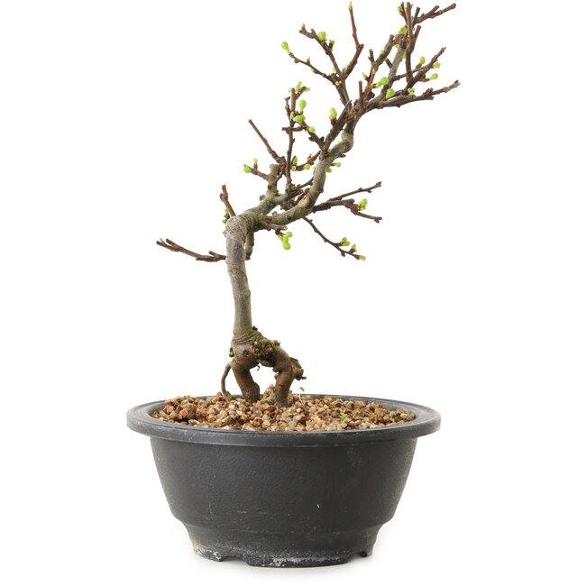 Chaenomeles speciosa con fiori bianchi, 16 cm, ± 12 anni di età