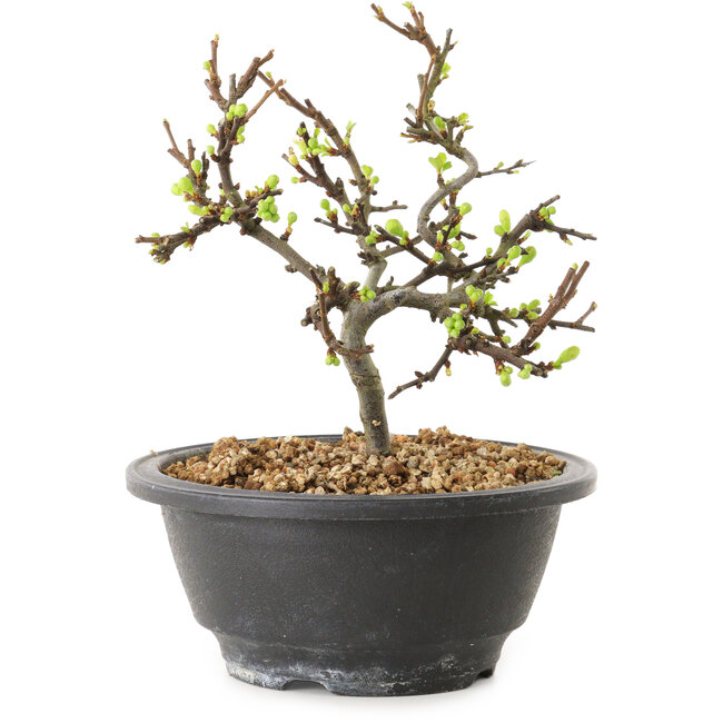 Chaenomeles speciosa with white flowers, 16 cm, ± 12 years old