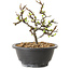 Chaenomeles speciosa à fleurs blanches, 16 cm, ± 12 ans